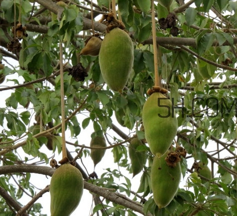 猴面包樹和面包樹有什么區(qū)別？猴面包樹果實叫什么