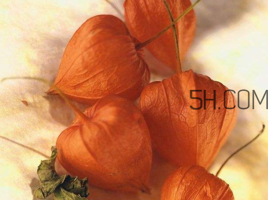 紅姑娘寶寶能吃嗎 紅姑娘寶寶一天吃幾個 紅姑娘寶寶能吃嗎 紅姑娘寶寶一天吃幾個