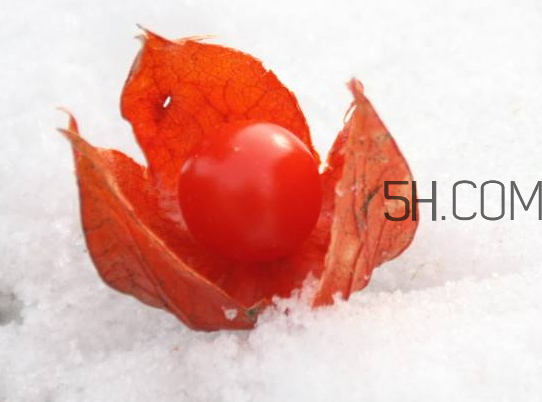 紅姑娘寶寶能吃嗎 紅姑娘寶寶一天吃幾個 紅姑娘寶寶能吃嗎 紅姑娘寶寶一天吃幾個