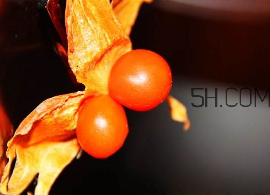 紅姑娘寶寶能吃嗎 紅姑娘寶寶一天吃幾個 紅姑娘寶寶能吃嗎 紅姑娘寶寶一天吃幾個