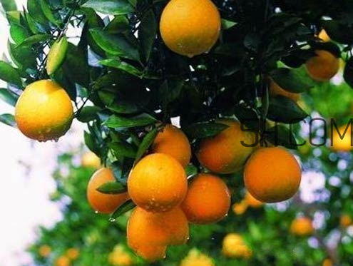 胡柚什么時候成熟 胡柚好吃嗎 胡柚什么時候成熟 胡柚好吃嗎