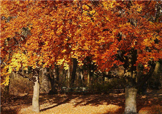 秋天吃什么蔬菜比較好？秋天喝蜂蜜的注意事項