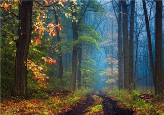 秋天的茄子可以吃嗎？秋天喝檸檬水注意事項