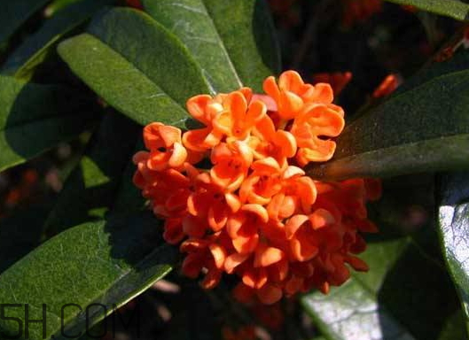 紅桂花能泡茶嗎 紅桂花和白桂花哪個(gè)泡酒好 紅桂花能泡茶嗎 紅桂花和白桂花哪個(gè)泡酒好