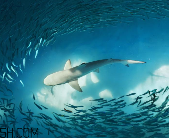 角鯊?fù)榈墓πc作用 角鯊?fù)槭鞘裁矗? alt=