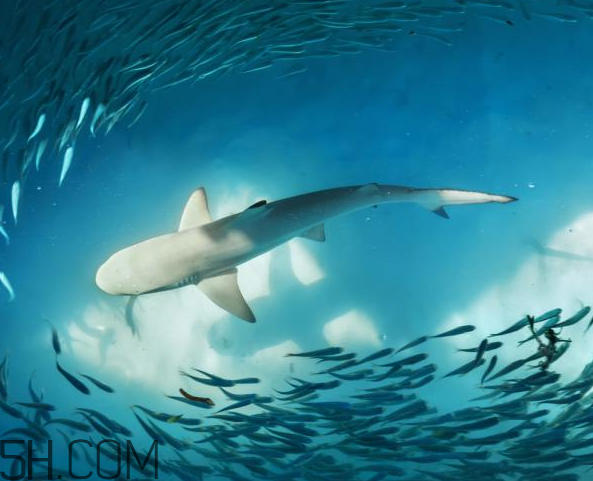 角鯊烷對皮膚的作用 角鯊烷美容油用法 角鯊烷對皮膚的作用 角鯊烷美容油用法