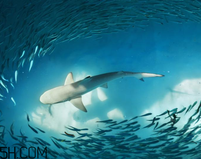 角鯊?fù)橛行迯?fù)的功效嗎？角鯊?fù)闀l(fā)痘痘嗎？