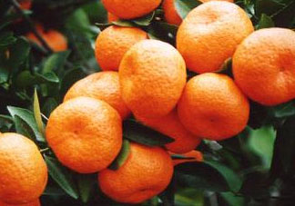 南豐蜜桔節(jié)什么時(shí)候？2017南豐蜜桔節(jié)時(shí)間