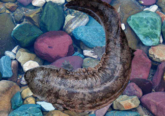 娃娃魚能治什么病？娃娃魚可以和金魚一起養(yǎng)嗎