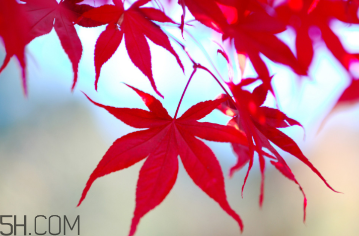 楓葉幾月份最紅？楓葉幾月的時(shí)候最美？