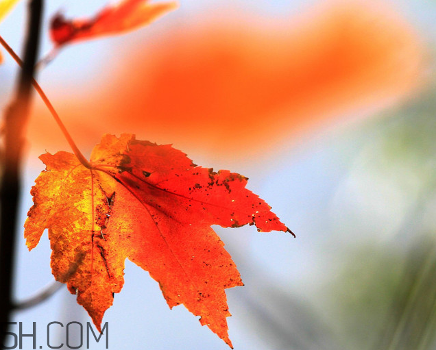 楓葉幾月份最紅？楓葉幾月的時(shí)候最美？