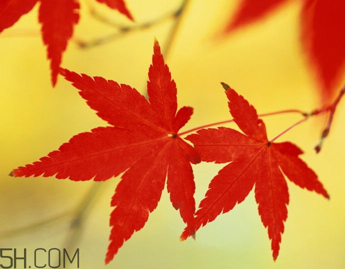 楓葉幾月份最紅？楓葉幾月的時(shí)候最美？