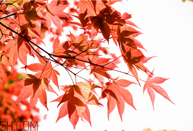 楓葉幾月份最紅？楓葉幾月的時(shí)候最美？