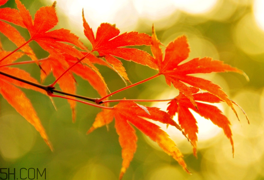 楓葉幾月份最紅？楓葉幾月的時(shí)候最美？