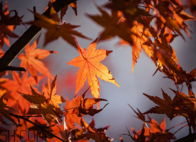 楓葉能做賀卡還能做什么？楓葉能治什么??？