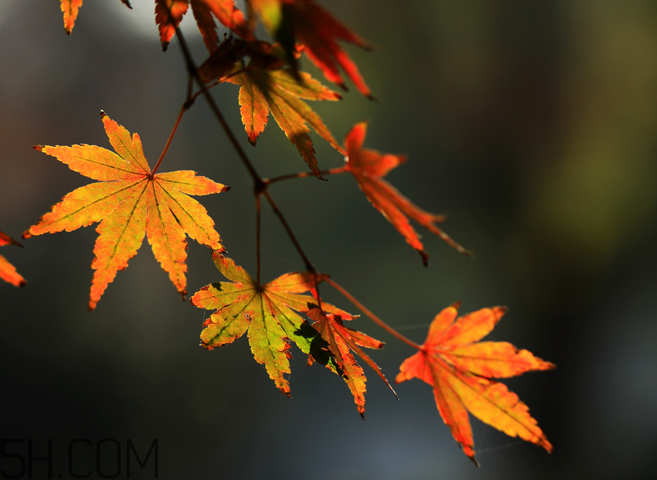 楓葉能做賀卡還能做什么？楓葉能治什么??？