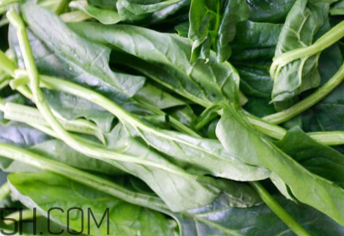 油麥菜為什么叫油麥菜？油菜和油麥菜的區(qū)別