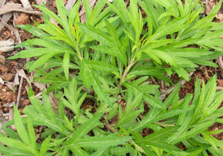 擇藜蒿手臟怎么洗？藜蒿和水芹菜的區(qū)別