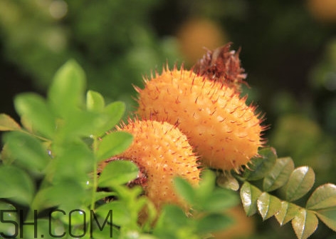 刺梨是酸性還是堿性？刺梨是涼性還是熱性