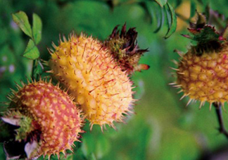 刺梨怎么泡酒？刺梨怎么泡水喝