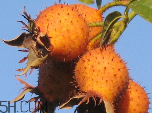 刺梨是金櫻子嗎？刺梨是中藥嗎