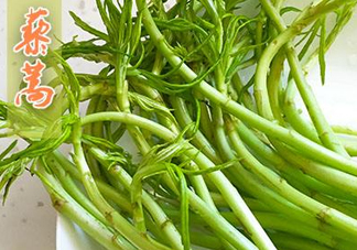 藜蒿什么季節(jié)有？藜蒿是發(fā)物嗎