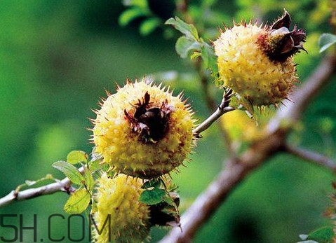 刺梨是金櫻子嗎？刺梨是中藥嗎