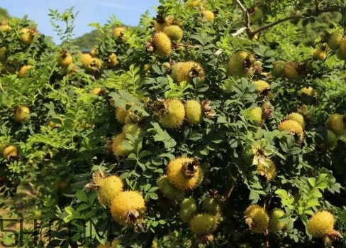 刺梨能降血壓嗎？刺梨是哪里的特產(chǎn)