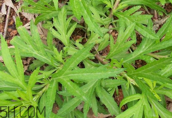 擇藜蒿手臟怎么洗？藜蒿和水芹菜的區(qū)別