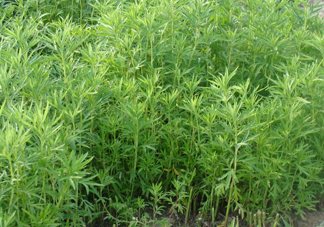 藜蒿是什么植物？藜蒿怎么種植