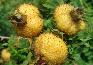 刺梨是金櫻子嗎？刺梨是中藥嗎