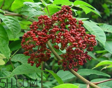 吳茱萸什么時(shí)候采摘 吳茱萸什么時(shí)候味道 吳茱萸什么時(shí)候采摘 吳茱萸什么時(shí)候味道