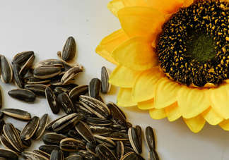 葵花籽不能和什么一起吃？葵花籽什么時候成熟