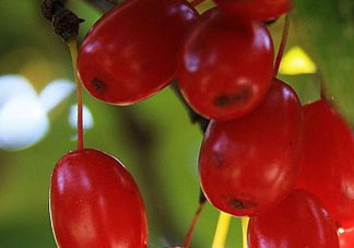 山茱萸是山萸肉嗎？山茱萸是吳茱萸嗎？