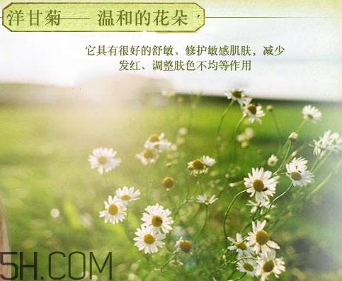 香柏樹德國洋甘菊純露怎么樣 洋甘菊純露怎么用 香柏樹德國洋甘菊純露怎么樣 洋甘菊純露怎么用