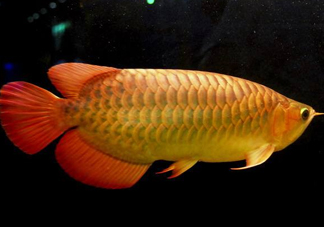 金龍魚(yú)能吃嗎？紅龍魚(yú)貴還是金龍魚(yú)貴