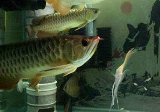 金龍魚(yú)是怎么繁殖？養(yǎng)金龍魚(yú)有什么講究