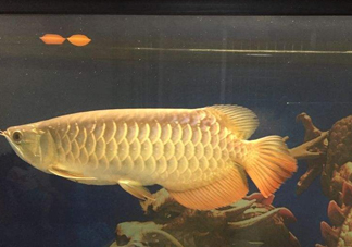 金龍魚(yú)是什么魚(yú)？金龍魚(yú)多少錢(qián)一條