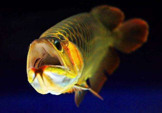 金龍魚(yú)有什么寓意？金龍魚(yú)有幾個(gè)品種