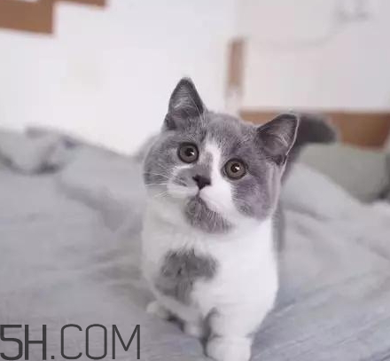 吸鴨的危害 吸鴨的好處 吸鴨的危害 吸鴨的好處