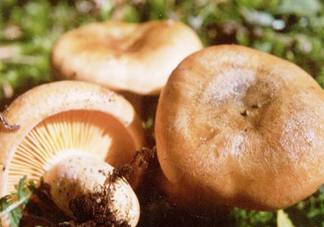 樅樹菌有點霉了能吃嗎？樅樹菌能和皮蛋一起吃嗎