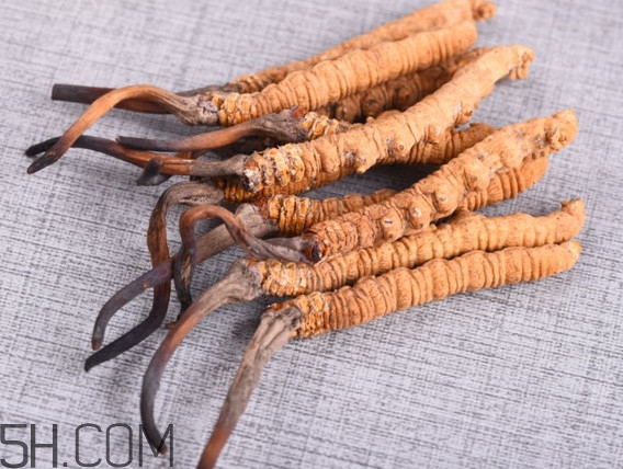 冬蟲夏草怎么泡酒？冬蟲夏草怎么燉