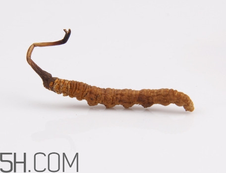 冬蟲夏草有毒嗎？冬蟲夏草一次吃幾根