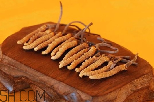 冬蟲夏草不能和什么一起吃？冬蟲夏草有多少種