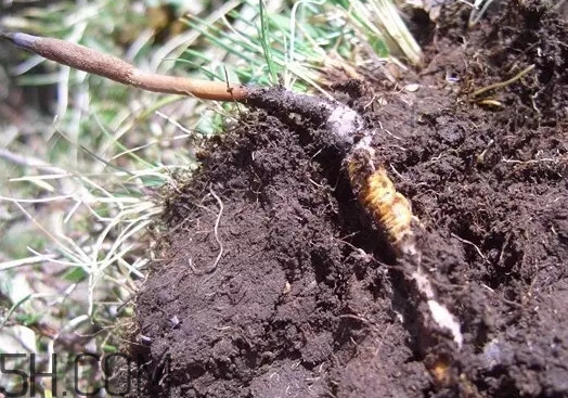 冬蟲夏草什么時(shí)候吃最好？冬蟲夏草保質(zhì)期多久