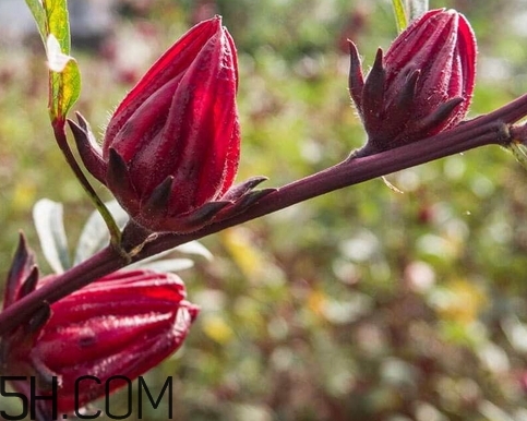 洛神花的營(yíng)養(yǎng)價(jià)值_洛神花的功效與作用及食用方法 洛神花的營(yíng)養(yǎng)價(jià)值_洛神花的功效與作用及食用方法