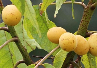 南酸棗糕怎么做？南酸棗糕吃多了會(huì)怎么樣