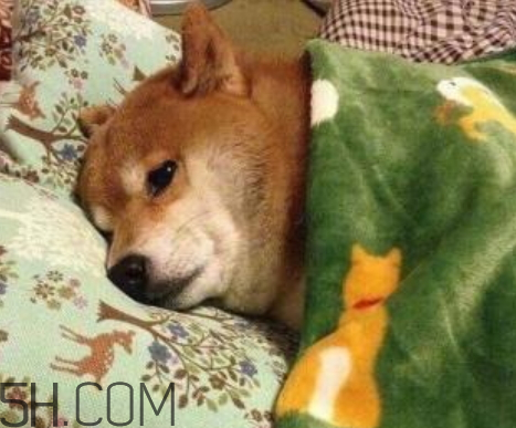 單身狗的清香是什么意思 單身狗的清香表情圖 單身狗的清香是什么意思 單身狗的清香表情圖