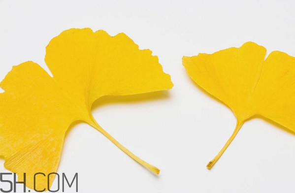 銀杏葉有什么作用？銀杏樹(shù)葉怎么處理才能當(dāng)茶葉喝