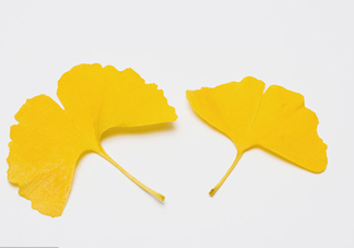 銀杏葉有什么作用？銀杏樹(shù)葉怎么處理才能當(dāng)茶葉喝